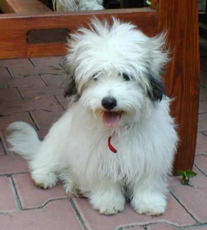 DÁŠA